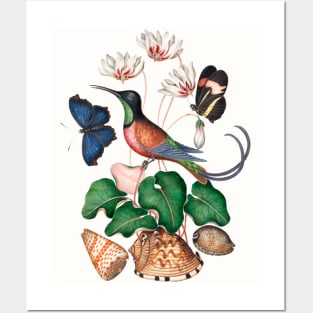 Crimson topaz hummingbird, Cyclamen, Red Postman and shells Posters and Art